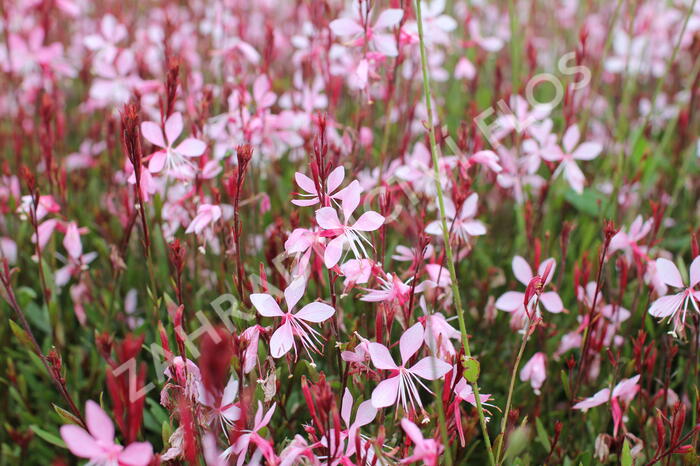 Svíčkovec 'Butterfly Appleblossom' - Gaura lindheimeri 'Butterfly Appleblossom'