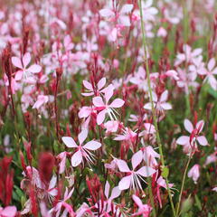 Svíčkovec 'Butterfly Appleblossom' - Gaura lindheimeri 'Butterfly Appleblossom'