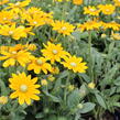 Třapatka 'Summerdaisy's Golden Sun' - Rudbeckia hybrida 'Summerdaisy's Golden Sun'