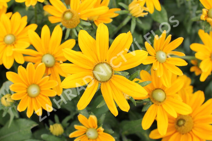 Třapatka 'Summerdaisy's Golden Sun' - Rudbeckia hybrida 'Summerdaisy's Golden Sun'