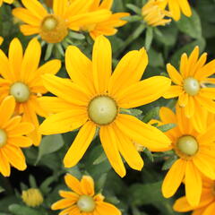 Třapatka 'Summerdaisy's Golden Sun' - Rudbeckia hybrida 'Summerdaisy's Golden Sun'