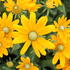 Rudbeckia hybrida 'Summerdaisy's Golden Sun'.JPG