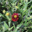 Záplevák 'Ranchera' - Helenium 'Ranchera'