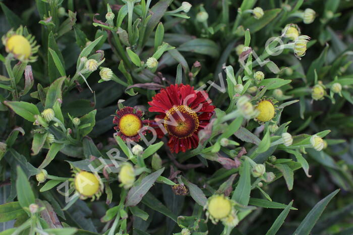 Záplevák 'Ranchera' - Helenium 'Ranchera'