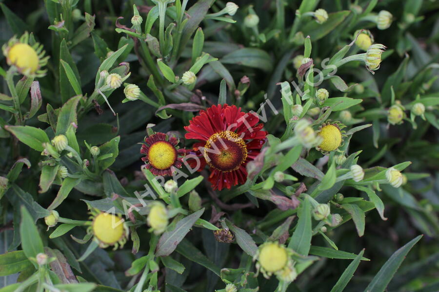 Záplevák 'Ranchera' - Helenium 'Ranchera'