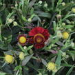 Záplevák 'Ranchera' - Helenium 'Ranchera'