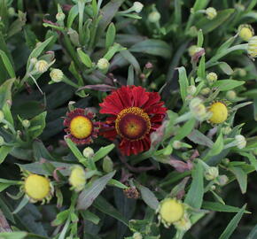 Záplevák 'Ranchera' - Helenium 'Ranchera'