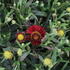 Helenium 'Ranchera'.JPG