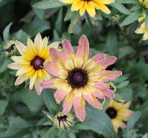 Třapatka 'Summerdaisy's Pink Lemon' - Rudbeckia hybrida 'Summerdaisy's Pink Lemon'