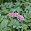 Krvavec 'Lilac Squirrel' - Sanguisorba hakusanensis 'Lilac Squirrel'