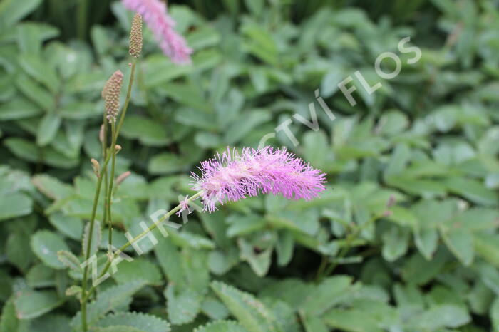 Krvavec 'Lilac Squirrel' - Sanguisorba hakusanensis 'Lilac Squirrel'