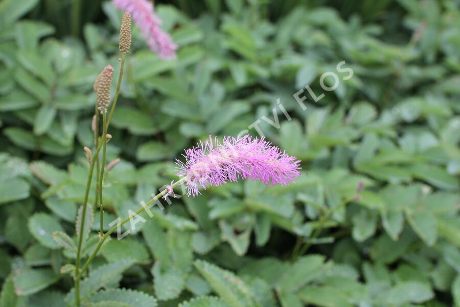 Krvavec 'Lilac Squirrel' - Sanguisorba hakusanensis 'Lilac Squirrel'