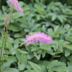 Krvavec 'Lilac Squirrel' - Sanguisorba hakusanensis 'Lilac Squirrel'