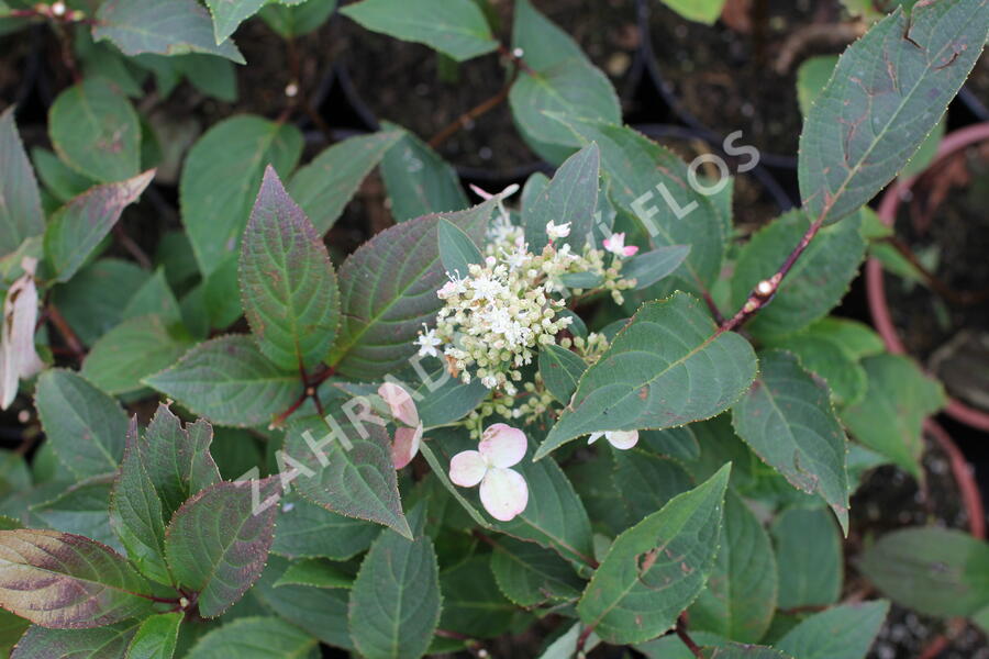 Hortenzie latnatá 'Early Heary' - Hydrangea paniculata 'Early Heary'