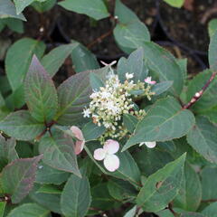 Hortenzie latnatá 'Early Heary' - Hydrangea paniculata 'Early Heary'