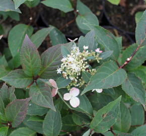 Hortenzie latnatá 'Early Heary' - Hydrangea paniculata 'Early Heary'