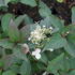 Hydrangea paniculata 'Early Heary'_01.JPG