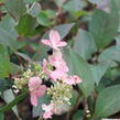 Hortenzie latnatá 'Early Heary' - Hydrangea paniculata 'Early Heary'
