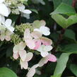 Hortenzie latnatá 'Pink Diamond' - Hydrangea paniculata 'Pink Diamond'