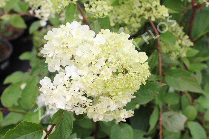 Hortenzie latnatá 'Candlelight' - Hydrangea paniculata 'Candlelight'