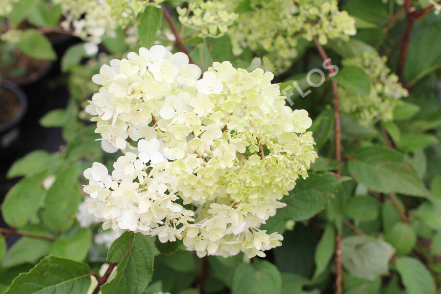 Hortenzie latnatá 'Candlelight' - Hydrangea paniculata 'Candlelight'