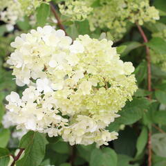 Hortenzie latnatá 'Candlelight' - Hydrangea paniculata 'Candlelight'