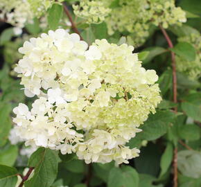 Hortenzie latnatá 'Candlelight' - Hydrangea paniculata 'Candlelight'