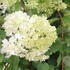 Hydrangea paniculata 'Candlelight'.JPG