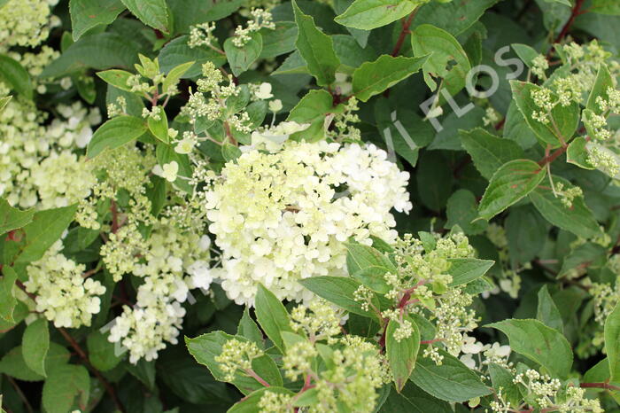 Hortenzie latnatá 'Grandiflora' - Hydrangea paniculata 'Grandiflora'