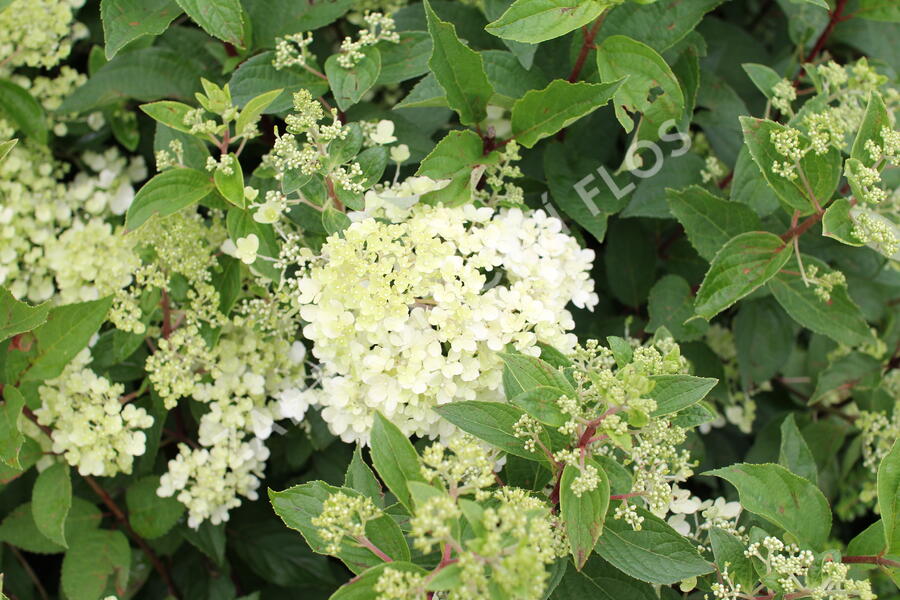 Hortenzie latnatá 'Grandiflora' - Hydrangea paniculata 'Grandiflora'