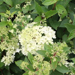 Hortenzie latnatá 'Grandiflora' - Hydrangea paniculata 'Grandiflora'