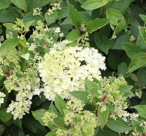 Hortenzie latnatá 'Grandiflora' - Hydrangea paniculata 'Grandiflora'