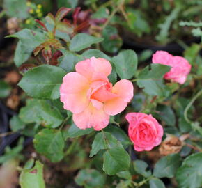 Růže mnohokvětá Kordes 'Gebrüder Grimm' - Rosa MK 'Gebrüder Grimm'