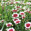 Krásnoočko přeslenité 'Chorasan Burgundy & White' - Coreopsis verticillata 'Chorasan Burgundy & White'