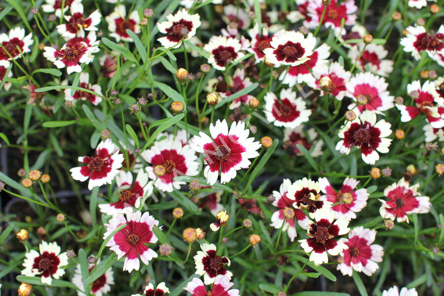 Krásnoočko přeslenité 'Chorasan Burgundy & White' - Coreopsis verticillata 'Chorasan Burgundy & White'