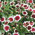 Coreopsis verticillata 'Chorasan Burgundy & White'.JPG