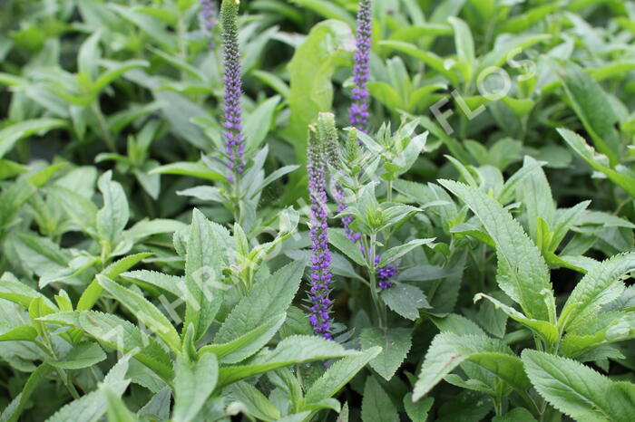 Rozrazil klasnatý 'Christa' - Veronica spicata 'Christa'