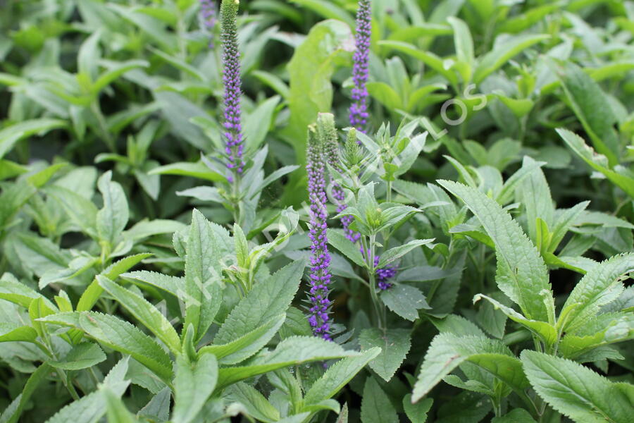 Rozrazil klasnatý 'Christa' - Veronica spicata 'Christa'