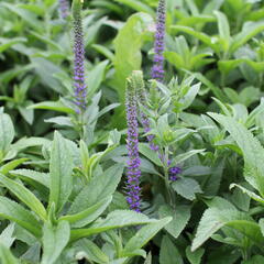 Rozrazil klasnatý 'Christa' - Veronica spicata 'Christa'