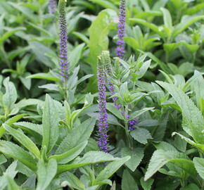 Rozrazil klasnatý 'Christa' - Veronica spicata 'Christa'