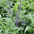 Veronica spicata 'Christa'.JPG