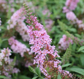 Motýlí keř, Komule Davidova 'Summer Bird Pink' - Buddleja davidii 'Summer Bird Pink'