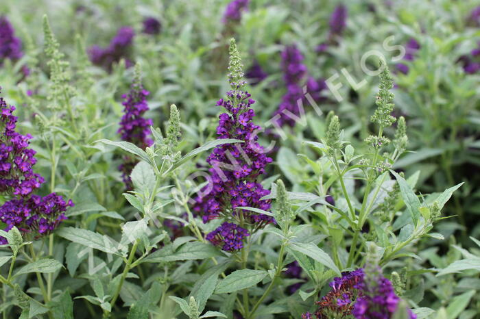 Motýlí keř, Komule Davidova 'Summer Bird Midnight Blue' - Buddleja davidii 'Summer Bird Midnight Blue'