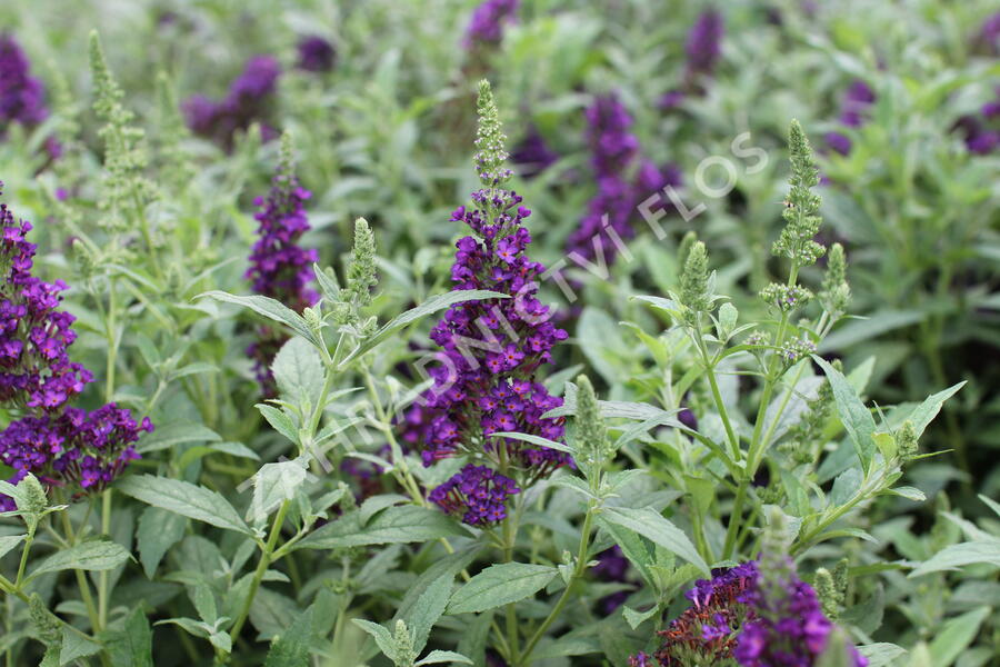 Motýlí keř, Komule Davidova 'Summer Bird Midnight Blue' - Buddleja davidii 'Summer Bird Midnight Blue'