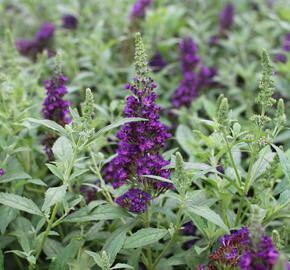 Motýlí keř, Komule Davidova 'Summer Bird Midnight Blue' - Buddleja davidii 'Summer Bird Midnight Blue'