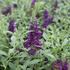 Buddleja davidii 'Summer Bird Midnight Blue'.JPG