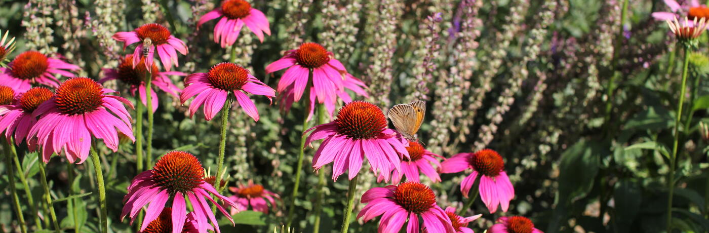 echinacea v záhonu