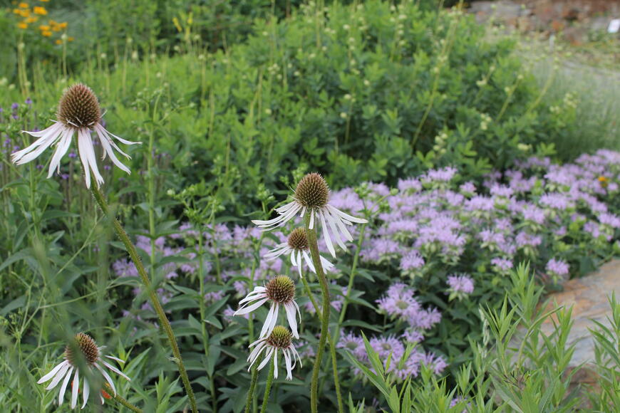 echinacea a zavinutka