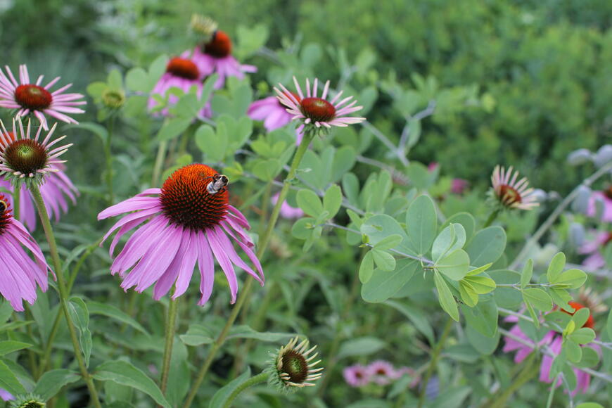 echinacea a baptisie