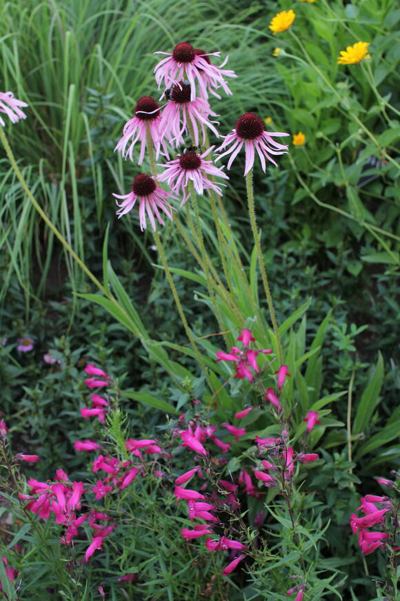 echinacea a dračík